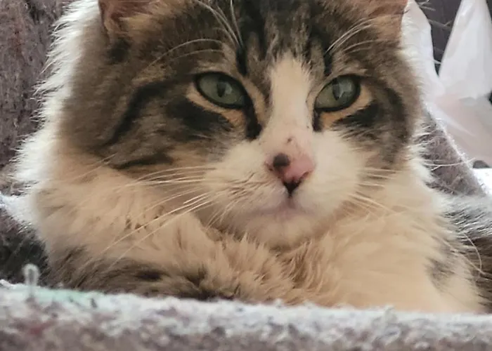 Maska House Pisac