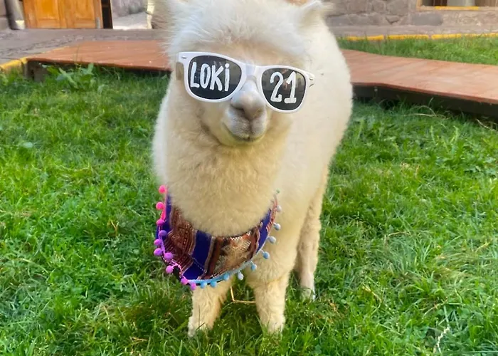 Loki Cusco